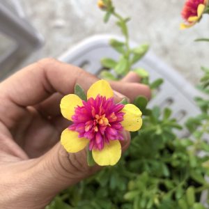 Chậu cây sam Thái, hoa mười giờ cánh to - Portulaca oleracca L