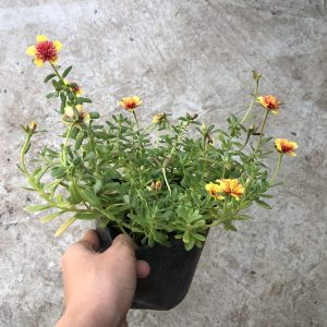Chậu cây sam Thái, hoa mười giờ cánh to - Portulaca oleracca L