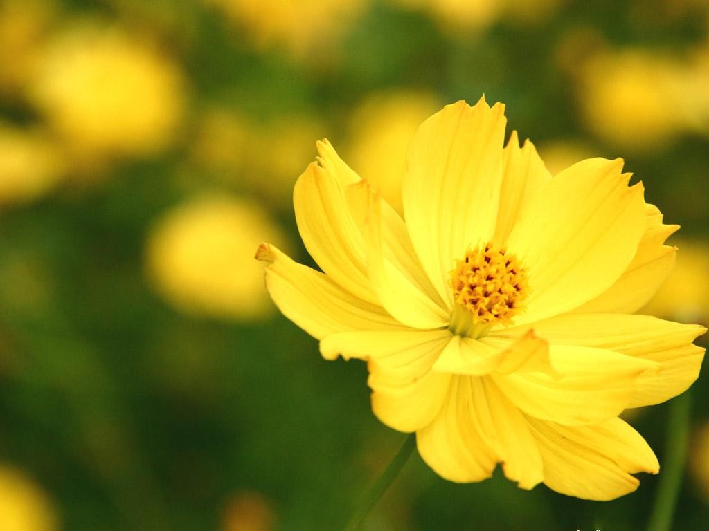 Gói 30 Hạt Giống Hoa Sao Nháy Nhiều Màu Vàng - Cam - Gold - Nanuseeds