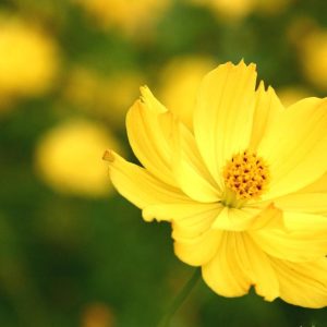 Gói 30 Hạt Giống Hoa Sao Nháy Nhiều Màu Vàng - Cam - Gold - Nanuseeds