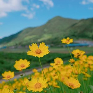 Gói 30 Hạt Giống Hoa Sao Nháy Nhiều Màu Vàng - Cam - Gold - Nanuseeds