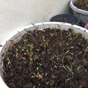 Gói 30 hạt giống hoa sao Nháy loa kèn nhiều màu