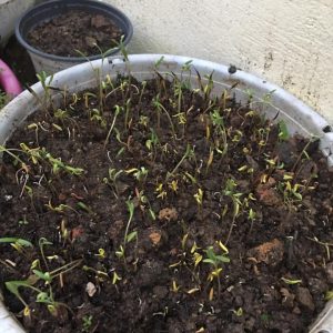 Gói 30 Hạt Giống Hoa Sao Nháy Nhiều Màu Đỏ - Hồng - Trắng- NanuSeeds