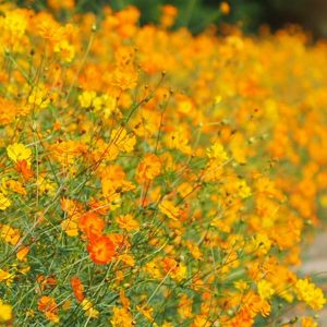 Gói 30 Hạt Giống Hoa Sao Nháy Nhiều Màu Vàng - Cam - Gold - Nanuseeds