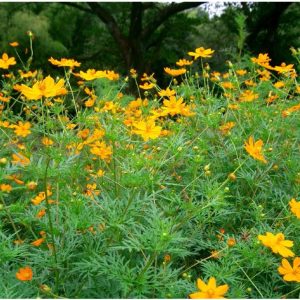 Gói 30 Hạt Giống Hoa Sao Nháy Nhiều Màu Vàng - Cam - Gold - Nanuseeds