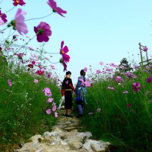 Gói 30 Hạt Giống Hoa Sao Nháy Nhiều Màu Đỏ - Hồng - Trắng- NanuSeeds