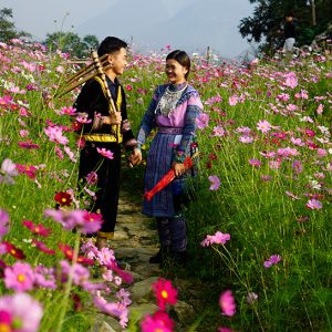 Gói 30 Hạt Giống Hoa Sao Nháy Nhiều Màu Đỏ - Hồng - Trắng- NanuSeeds