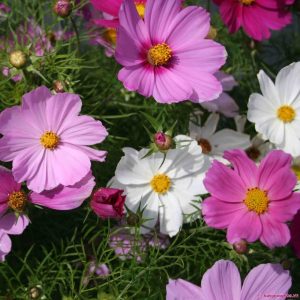 Gói 30 Hạt Giống Hoa Sao Nháy Nhiều Màu Đỏ - Hồng - Trắng- NanuSeeds