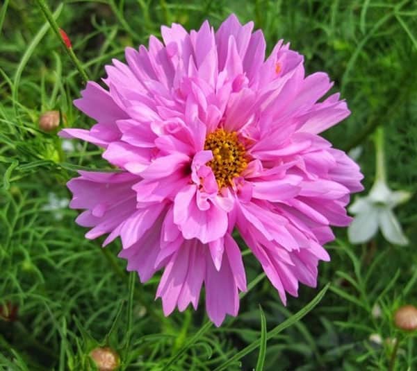 Gói 30 hạt giống hoa sao Nháy kép nhiều màu