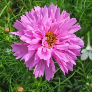 Gói 20 hạt giống hoa sao nhái kép lùn mix