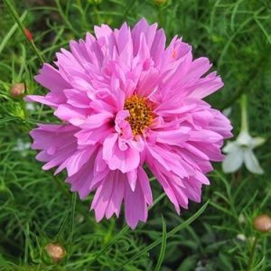 Gói 0.2GR hạt giống hoa Sao Tím Kép Nhiều Màu