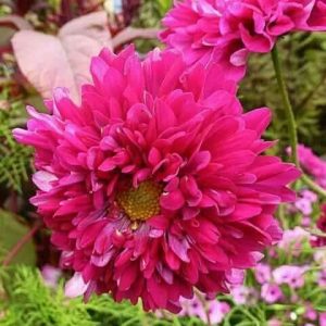 Gói 20 hạt giống hoa sao nhái kép lùn mix