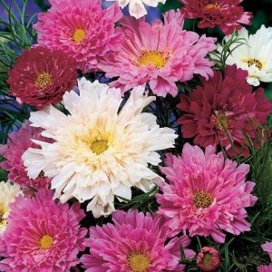 Gói 20 hạt giống hoa sao nhái kép lùn mix