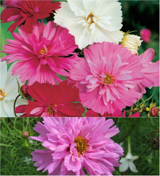 Gói 30 hạt giống hoa sao Nháy kép nhiều màu