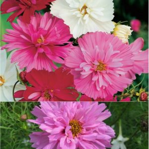 Gói 30 hạt giống hoa sao Nháy kép nhiều màu