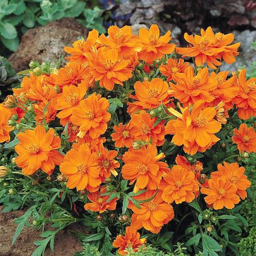 Gói 20 hạt giống hoa sao nhái kép lùn mix