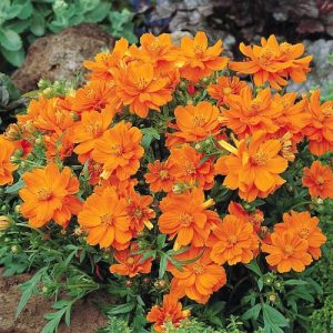 Gói 20 hạt giống hoa sao nhái kép lùn mix