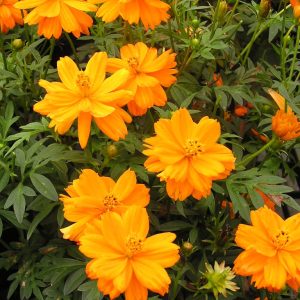 Gói 20 hạt giống hoa sao nhái kép lùn mix