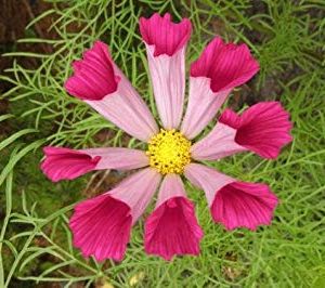 Gói 30 hạt giống hoa sao Nháy loa kèn nhiều màu