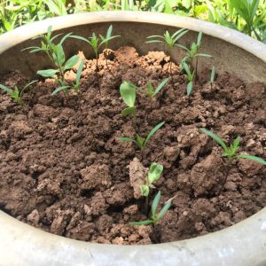 Gói 30 Hạt Giống Hoa Sao Nháy Nhiều Màu Vàng - Cam - Gold - Nanuseeds