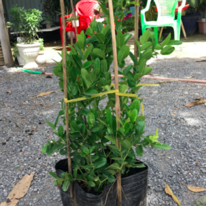 Chậu cây Siro cây trưởng thành sắp hoa - Carissa carandas - giao cây cao 40-45cm