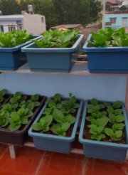 Khay trồng rau thông minh kích thước 690x430x150 (mm) màu xanh