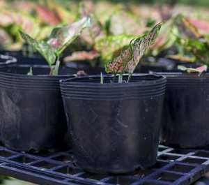 1 cái chậu nhựa đen size C10 KT: 25x19.5x20cm mềm dẻo bền đẹp