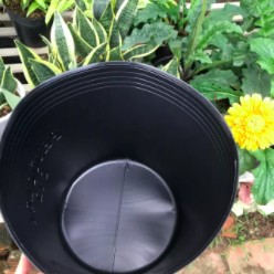 50 cái chậu nhựa đen C9 bít lỗ trồng sen súng