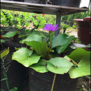 50 cái chậu nhựa đen C9 bít lỗ trồng sen súng