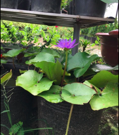 50 cái chậu nhựa đen C9 bít lỗ trồng sen súng