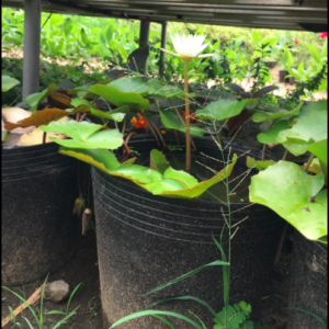 50 cái chậu nhựa đen C9 bít lỗ trồng sen súng