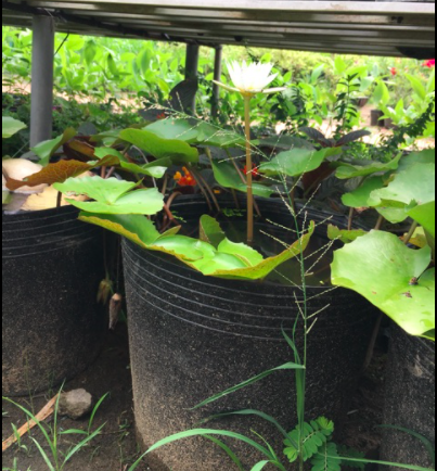 50 cái chậu nhựa đen C9 bít lỗ trồng sen súng