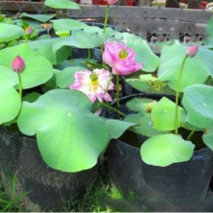 50 cái chậu nhựa đen C9 bít lỗ trồng sen súng