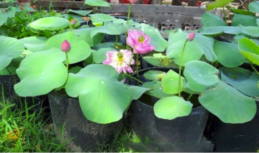 50 cái chậu nhựa đen C9 bít lỗ trồng sen súng