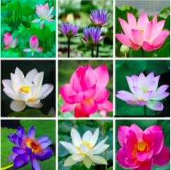 1 Hạt Giống Hoa Sen Nhật Mini màu hoa ngẫu nhiên