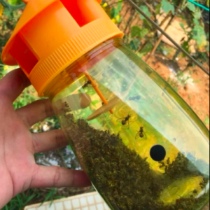 Bộ sản phẩm Bình bẫy ruồi vàng và chất dẫn dụ