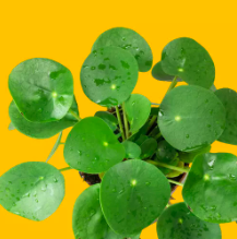 Cây cỏ gương - Cỏ đồng tiền Trung Quốc - Chinese Money Plant