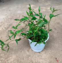 Chậu cây rau răm - Staurogyne sp. “Porto Velho”