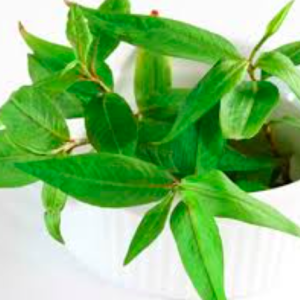 Chậu cây rau răm - Staurogyne sp. “Porto Velho”