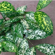 Chậu cây Trúc Nhật Đốm - Dracaena godseffiana