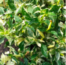 Chậu cây ớt cẩm thạch - cây trưởng thành đang hoa/trái