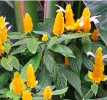 Cây Rồng Nhả Ngọc - Cây cảnh ngoài trời cho hoa vàng độc đáo - Pachystachys lutea