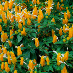 Cây Rồng Nhả Ngọc - Cây cảnh ngoài trời cho hoa vàng độc đáo - Pachystachys lutea