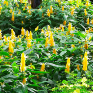 Cây Rồng Nhả Ngọc - Cây cảnh ngoài trời cho hoa vàng độc đáo - Pachystachys lutea