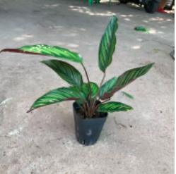 Cây giống đuôi công, giao cây đã ổn định rễ cứng cáp