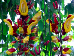 Cây giống hoa leo Thiên Hài - MóngCọp Vàng - Thunbergia mysorensis xuất xứ từ Ấn Độ loài hoa tượng trưng sự giàu sang, phú quý và may mắn