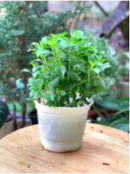 screen-shot-2022-05-22-at-3-43-19-pm-2