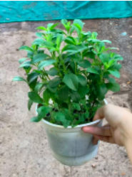 Chậu cây cỏ ngọt - cúc ngọt - Stevia