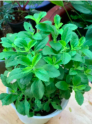 Chậu cây cỏ ngọt - cúc ngọt - Stevia