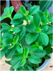 Chậu cây cỏ ngọt - cúc ngọt - Stevia